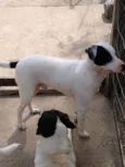 Família Buscapé