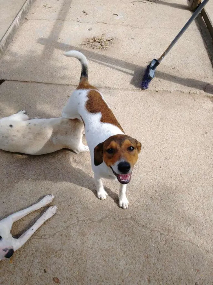 Cachorro ra a  idade 7 a 11 meses nome Família Buscapé