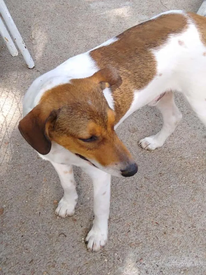 Cachorro ra a  idade 7 a 11 meses nome Família Buscapé