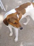 Família Buscapé
