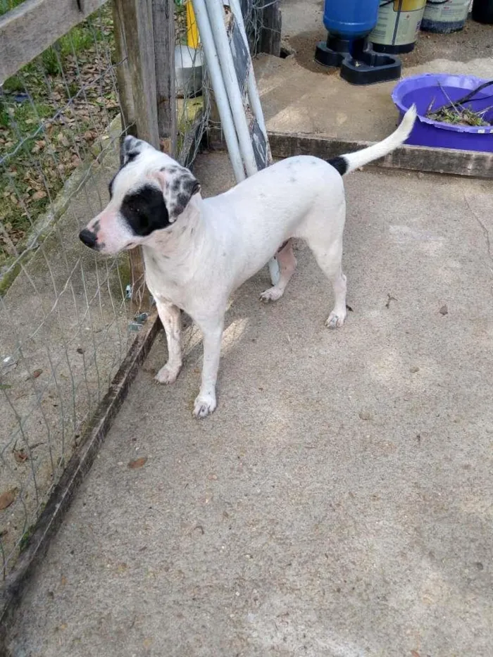 Cachorro ra a  idade 7 a 11 meses nome Família Buscapé
