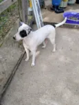Família Buscapé