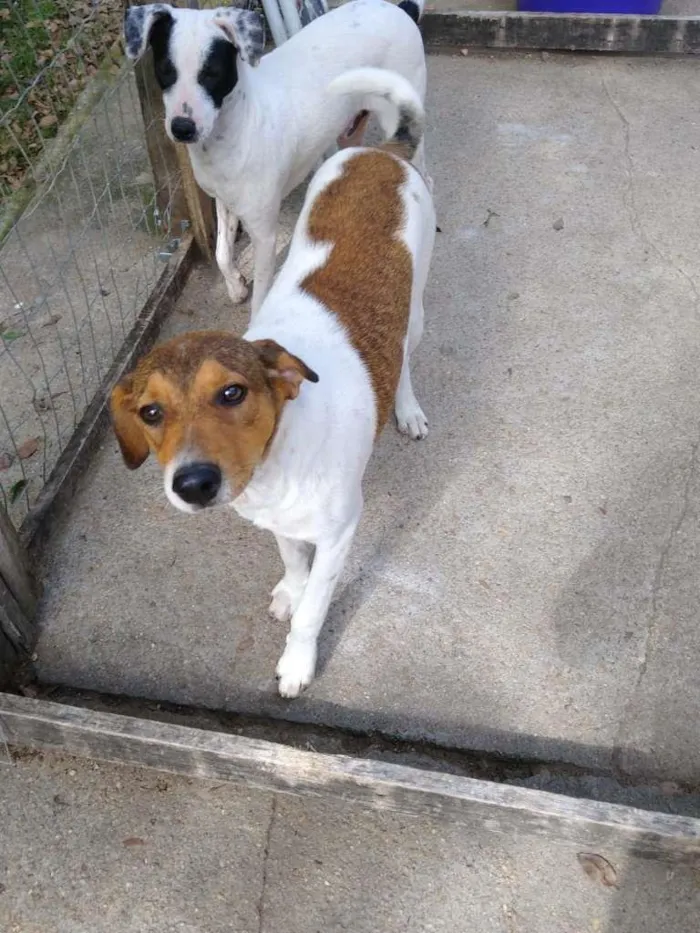 Cachorro ra a  idade 7 a 11 meses nome Família Buscapé