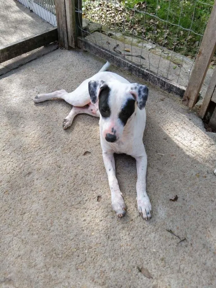 Cachorro ra a  idade 7 a 11 meses nome Família Buscapé