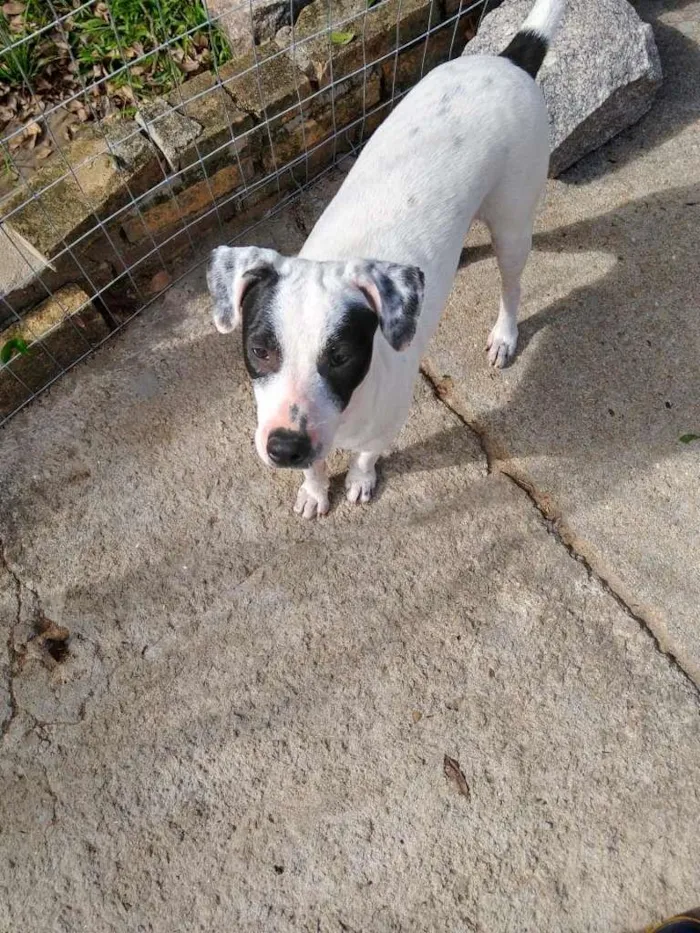 Cachorro ra a  idade 7 a 11 meses nome Família Buscapé
