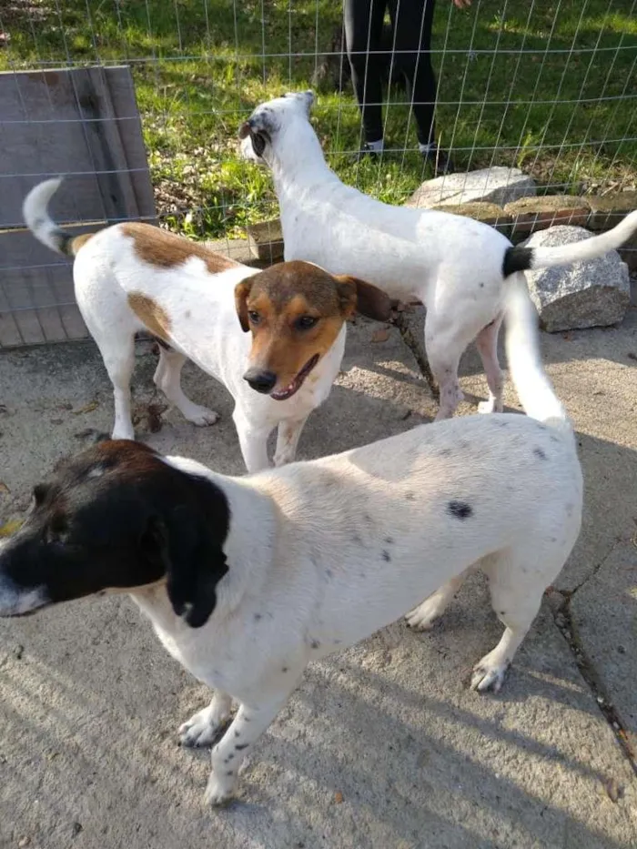 Cachorro ra a  idade 7 a 11 meses nome Família Buscapé