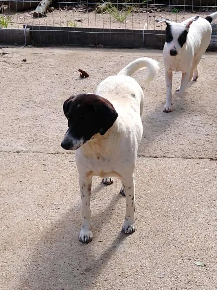Cachorro ra a  idade 7 a 11 meses nome Família Buscapé