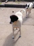 Família Buscapé