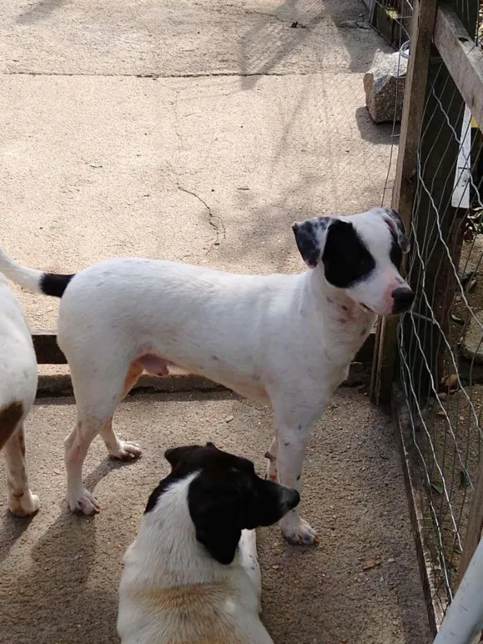 Cachorro ra a  idade 7 a 11 meses nome Família Buscapé