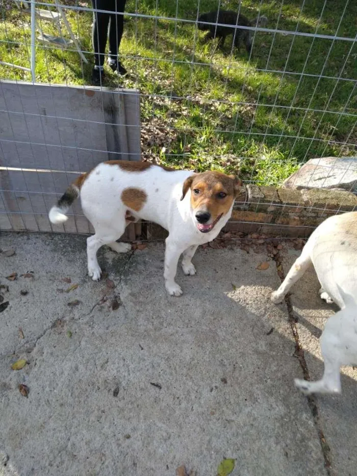 Cachorro ra a  idade 7 a 11 meses nome Família Buscapé