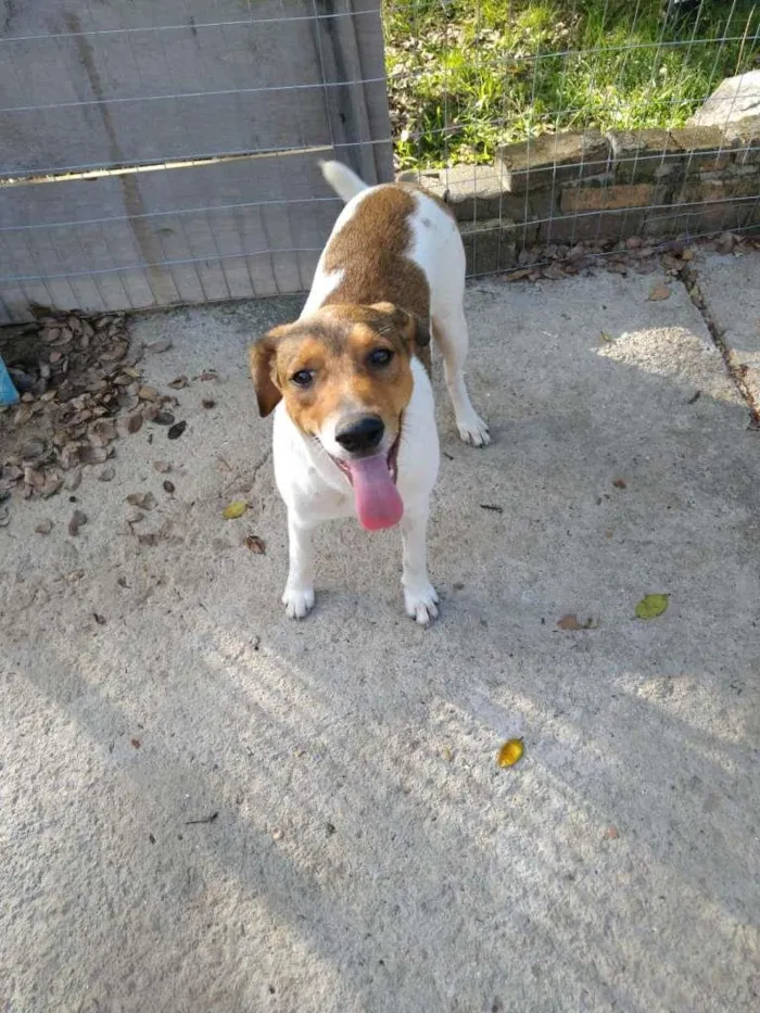 Cachorro ra a  idade 7 a 11 meses nome Família Buscapé