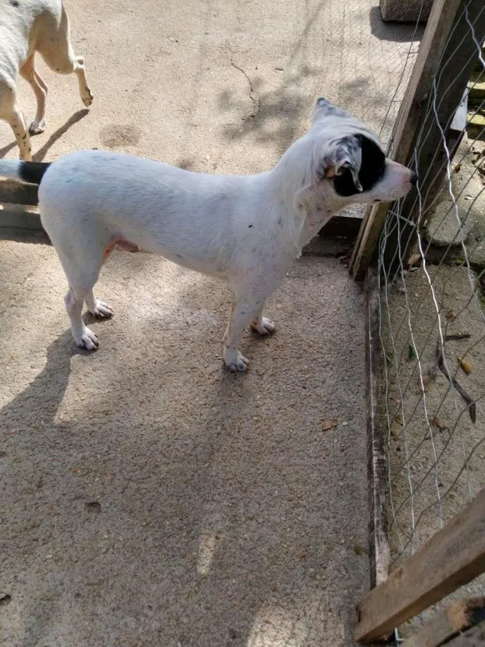 Cachorro ra a  idade 7 a 11 meses nome Família Buscapé
