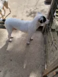 Família Buscapé