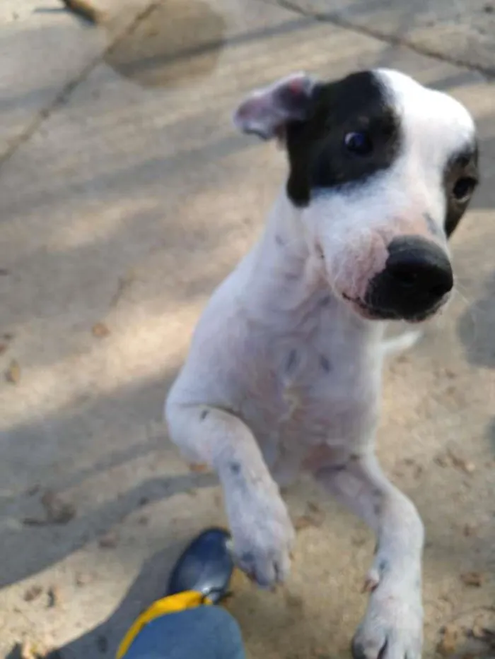 Cachorro ra a  idade 7 a 11 meses nome Família Buscapé