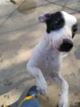 Família Buscapé