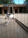 Família Buscapé