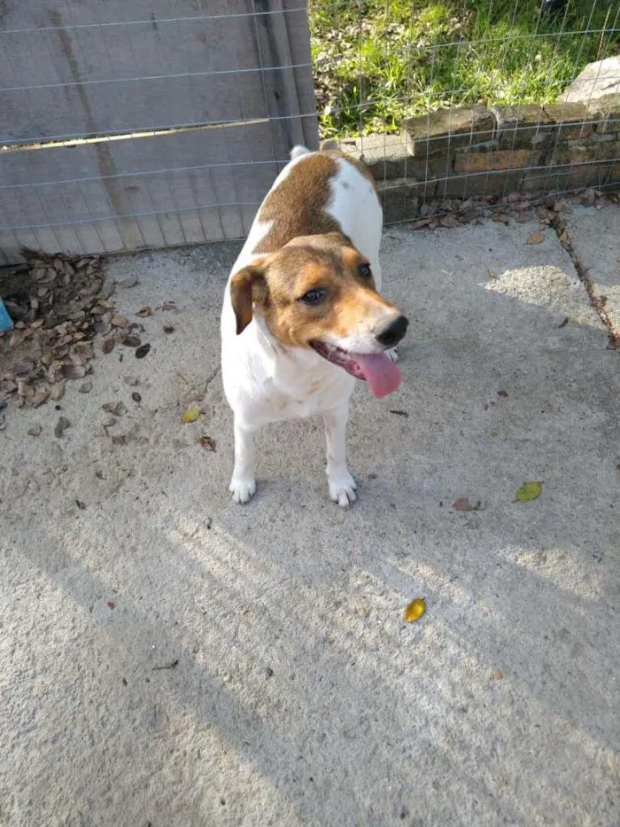 Cachorro ra a  idade 7 a 11 meses nome Família Buscapé