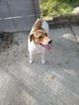 Família Buscapé