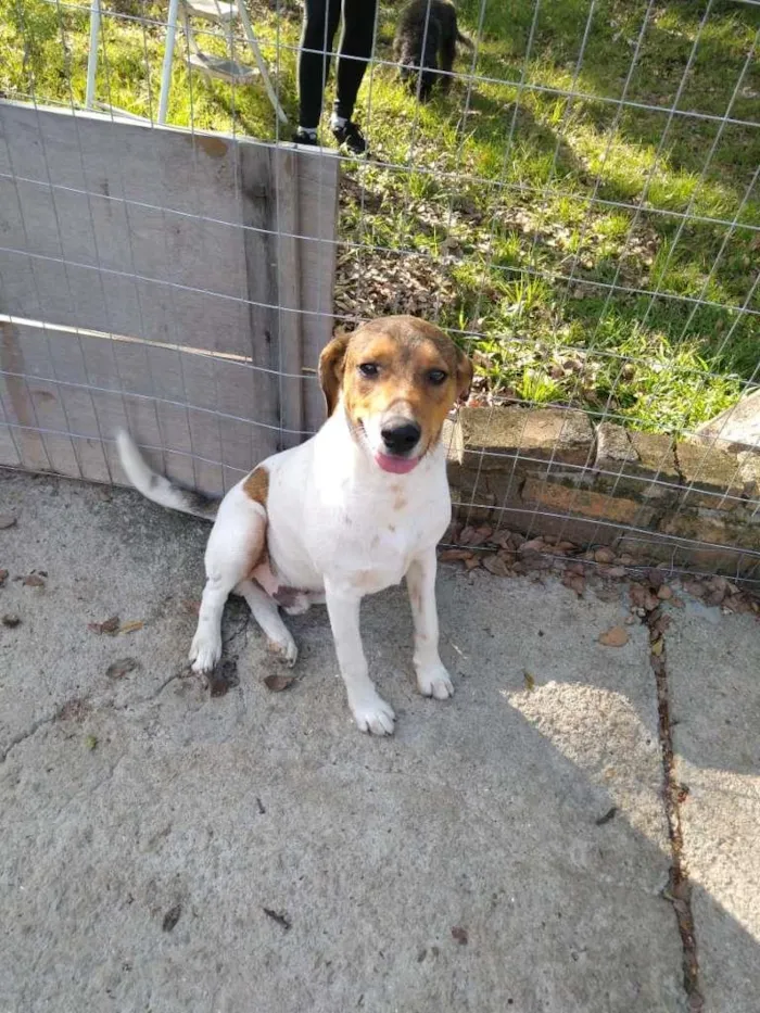 Cachorro ra a  idade 7 a 11 meses nome Família Buscapé