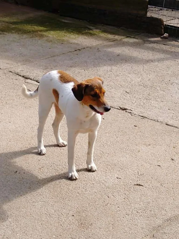 Cachorro ra a  idade 7 a 11 meses nome Família Buscapé