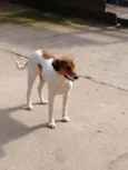Família Buscapé
