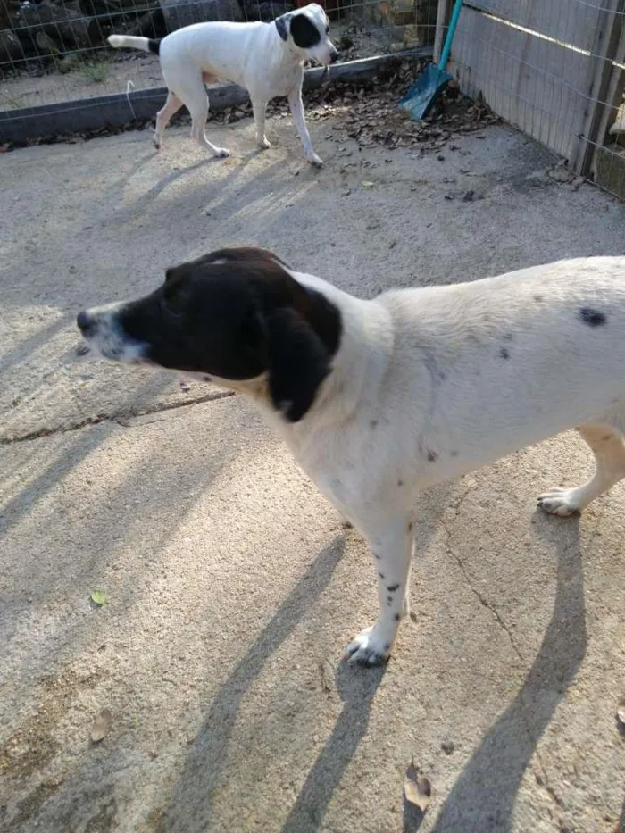 Cachorro ra a  idade 7 a 11 meses nome Família Buscapé
