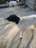 Família Buscapé