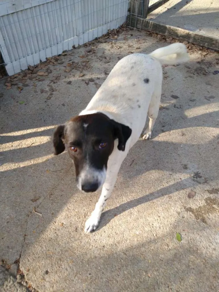 Cachorro ra a  idade 7 a 11 meses nome Família Buscapé
