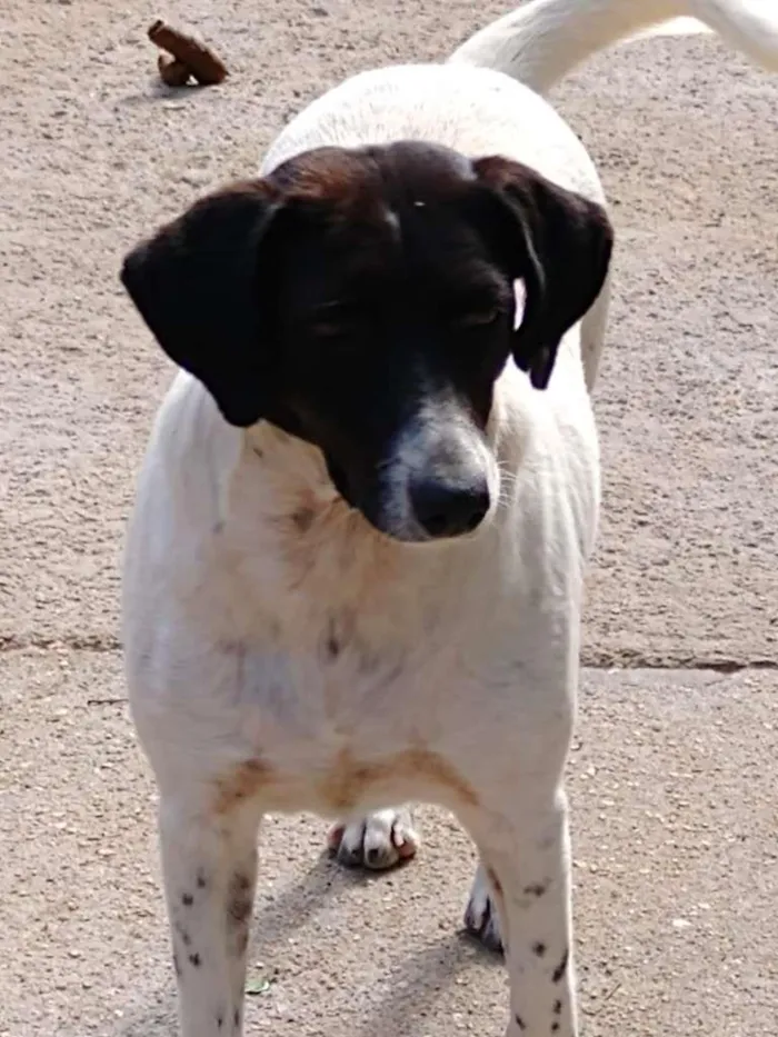Cachorro ra a  idade 7 a 11 meses nome Família Buscapé