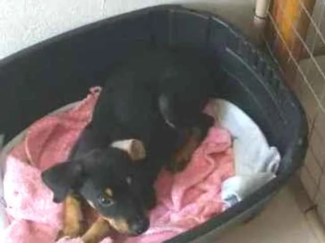 Cachorro ra a  idade 2 a 6 meses nome Dexter
