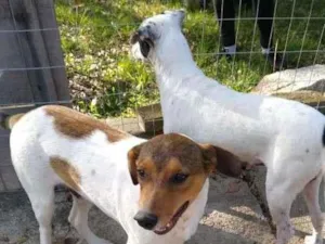 Cachorro raça  idade 7 a 11 meses nome Família Buscapé