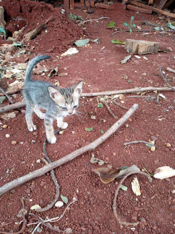 Gato raça  idade 2 a 6 meses nome Sem nome