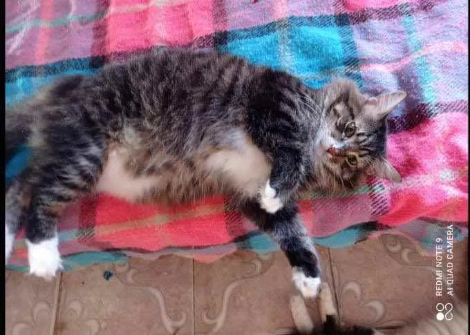 Gato ra a SRD idade 2 anos nome Lion
