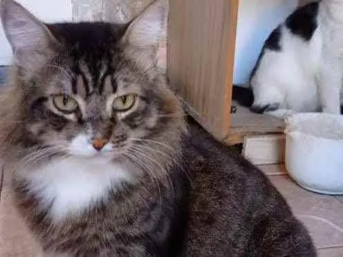 Gato ra a SRD idade 2 anos nome Lion