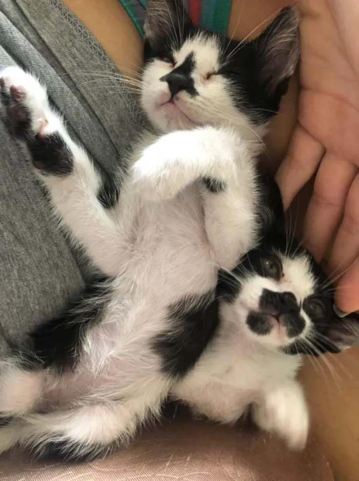 Gato ra a SRD-ViraLata idade Abaixo de 2 meses nome filhotes