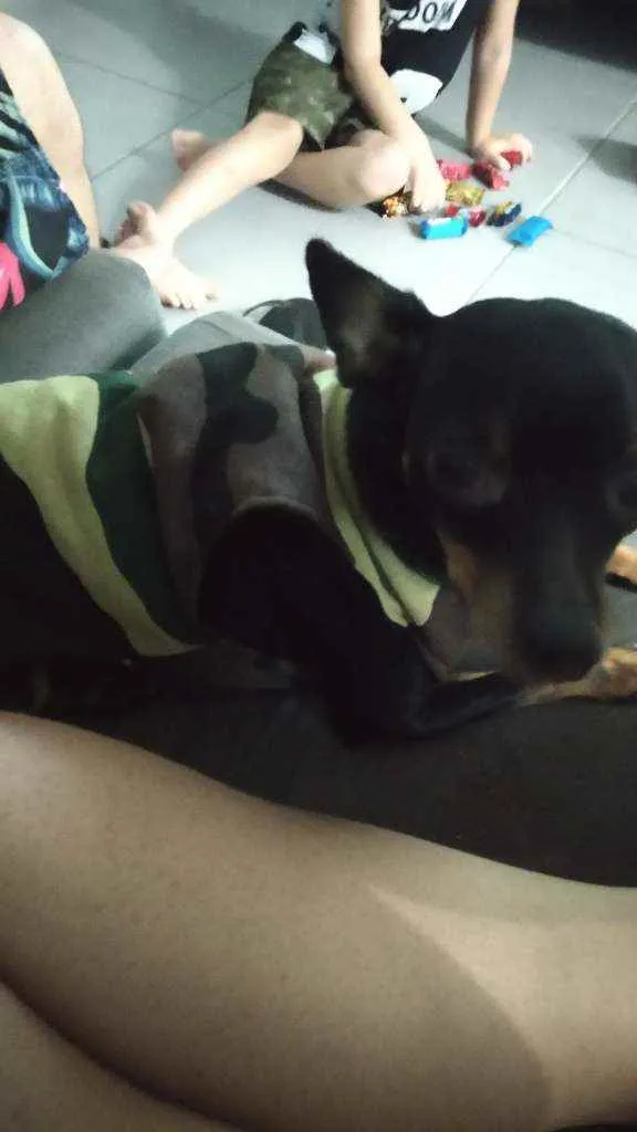 Cachorro ra a pinscher idade 1 ano nome Douglas