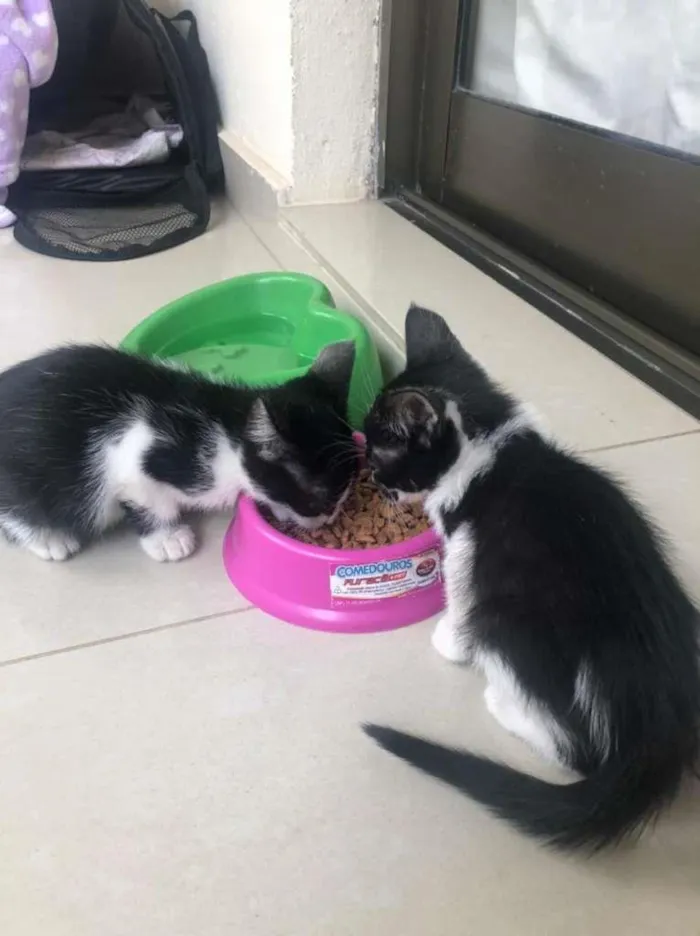 Gato ra a SRD-ViraLata idade Abaixo de 2 meses nome filhotes