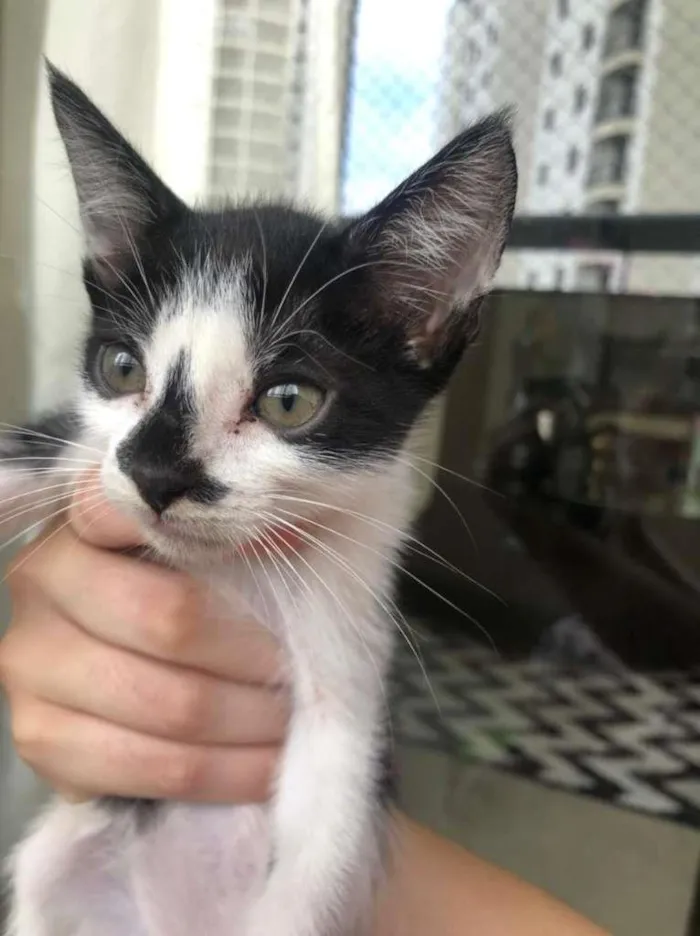 Gato ra a SRD-ViraLata idade Abaixo de 2 meses nome filhotes