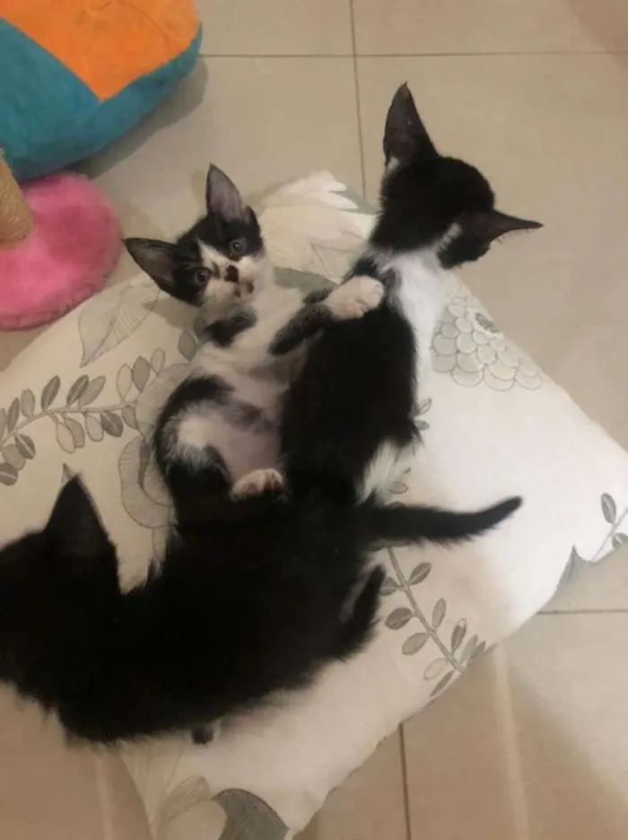 Gato ra a SRD-ViraLata idade Abaixo de 2 meses nome filhotes
