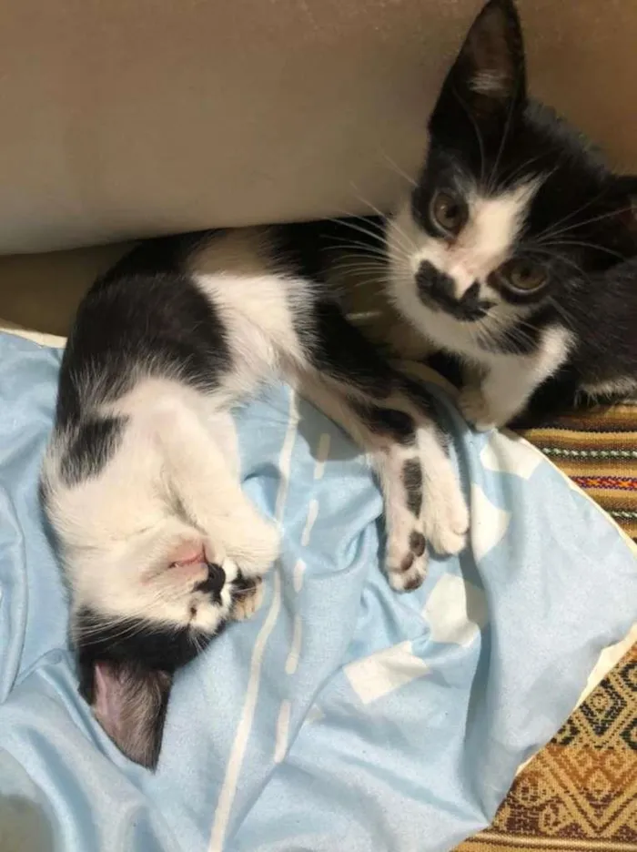 Gato ra a SRD-ViraLata idade Abaixo de 2 meses nome filhotes