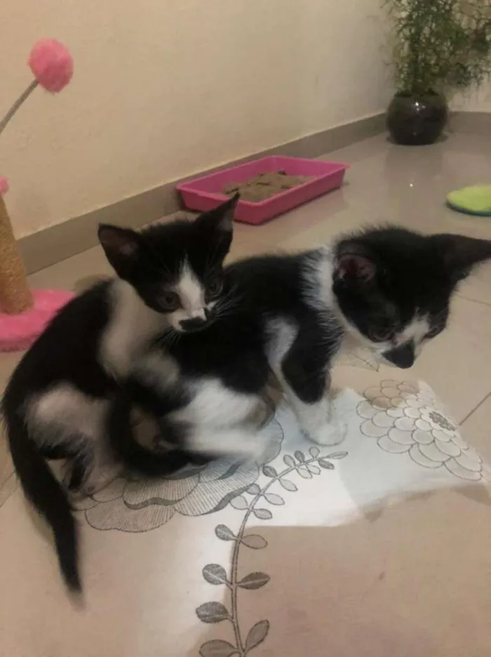 Gato ra a SRD-ViraLata idade Abaixo de 2 meses nome filhotes