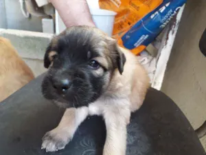 Cachorro raça Vira-lata idade Abaixo de 2 meses nome Pingo