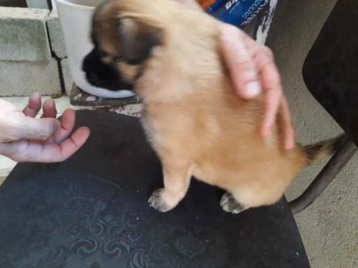 Cachorro ra a Vira-lata idade Abaixo de 2 meses nome Pingo
