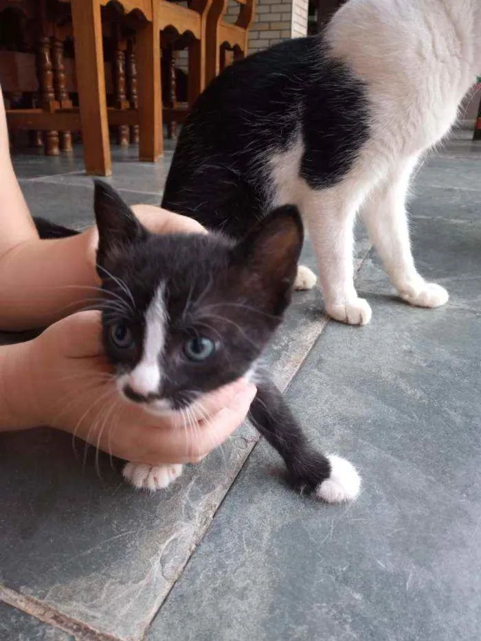 Gato ra a Sem raça idade Abaixo de 2 meses nome Filhotes