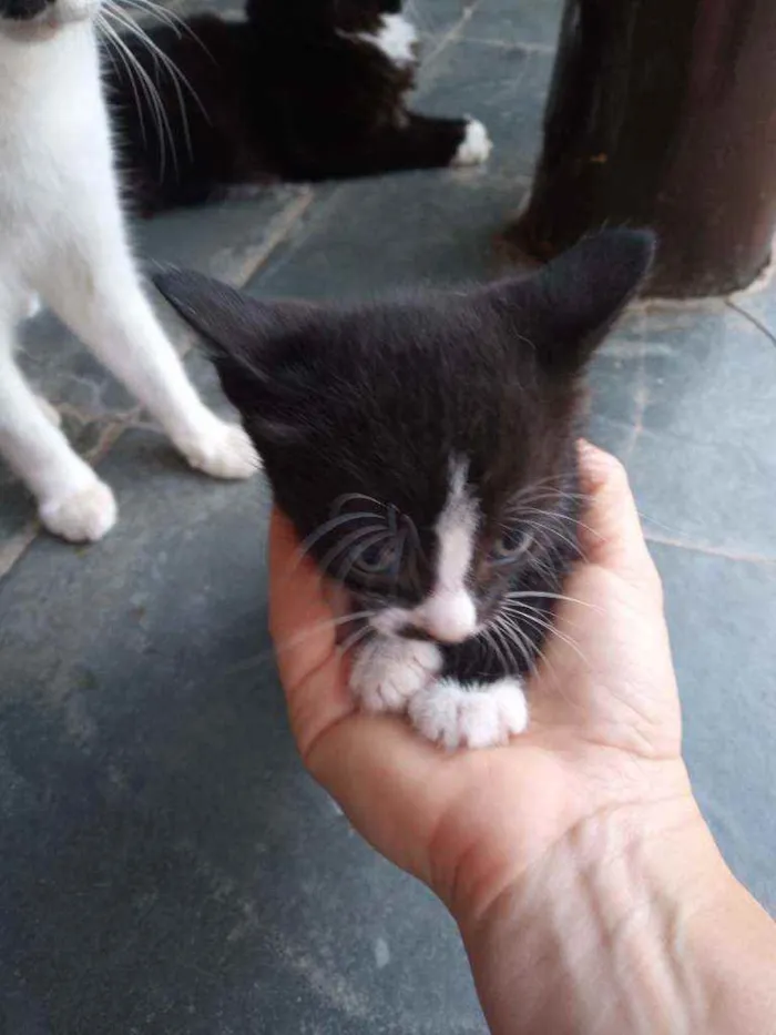 Gato ra a Sem raça idade Abaixo de 2 meses nome Filhotes