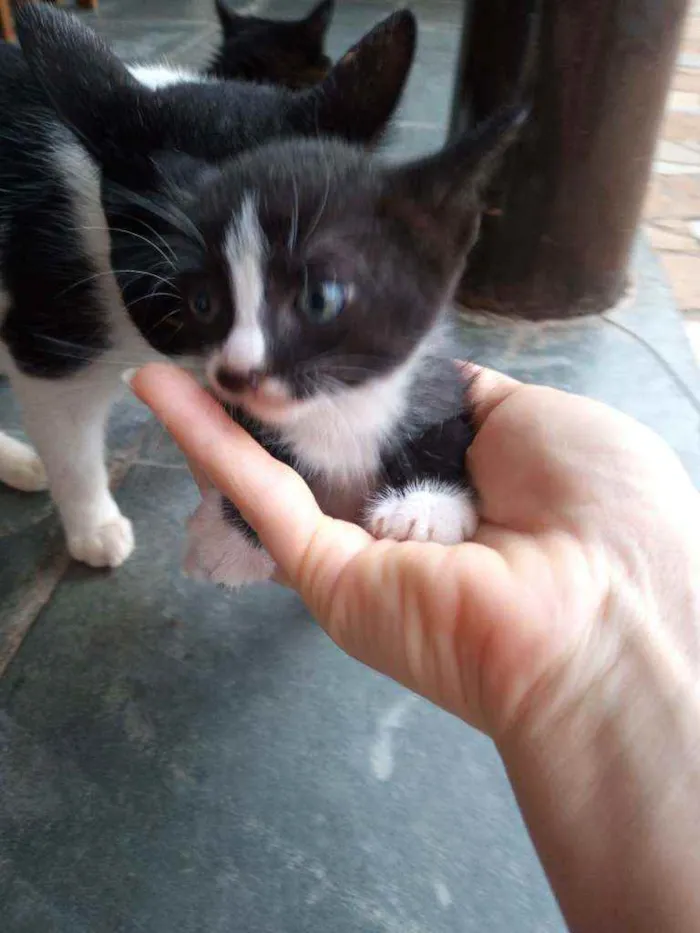 Gato ra a Sem raça idade Abaixo de 2 meses nome Filhotes