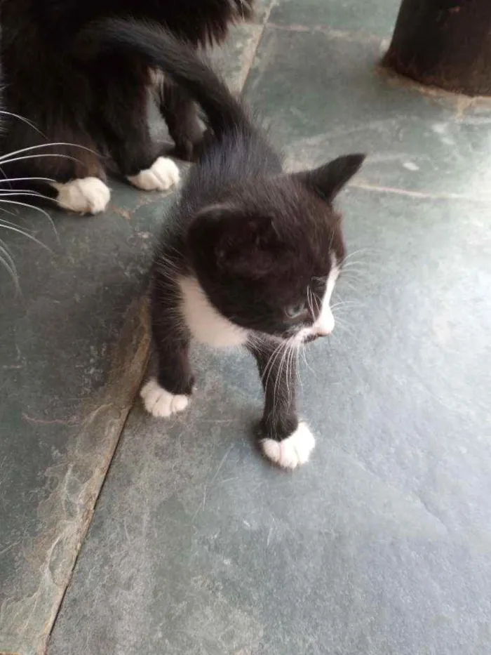 Gato ra a Sem raça idade Abaixo de 2 meses nome Filhotes