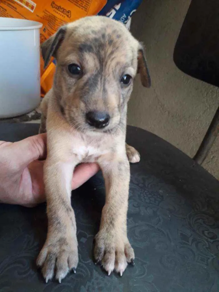 Cachorro ra a Vira-lata idade Abaixo de 2 meses nome Riscado
