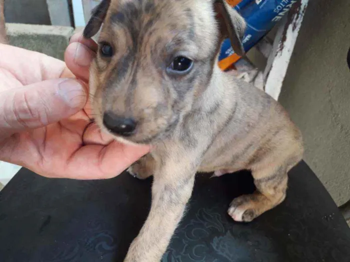 Cachorro ra a Vira-lata idade Abaixo de 2 meses nome Riscado