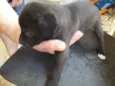 Pretinha